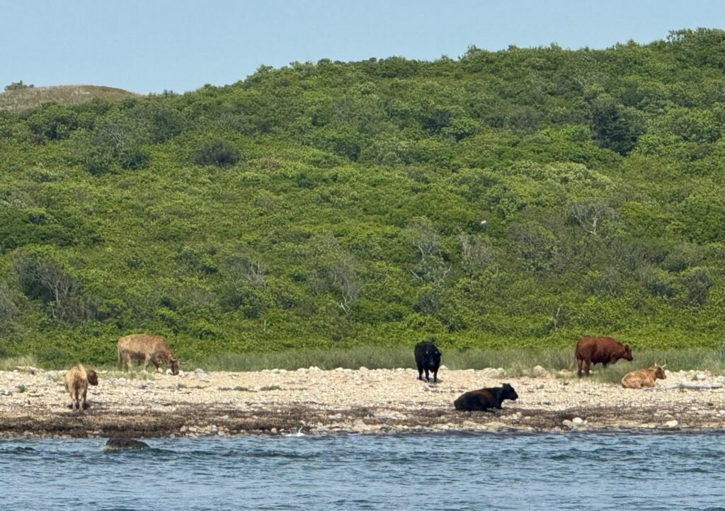 Cows on Nashawena Island from Canapitsit Channel